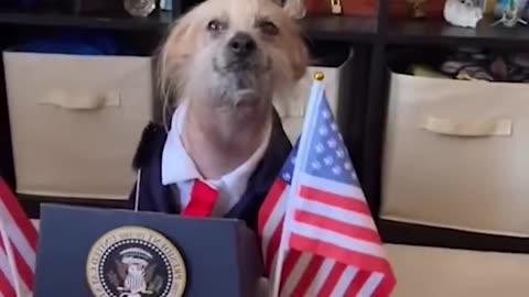 President Doggo