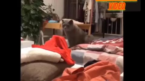Funny animal video of dog and cat 😺😅