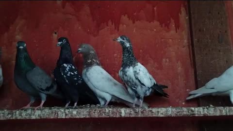 Beautiful pigeon breeder pair best flying