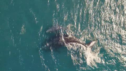 Whale. The Best Whale Moments Captured on Film