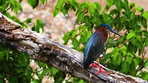 AMAZING BIRDS Beautiful birds inhabit all terrestrial on the planet earth.