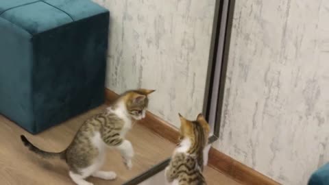 First time kitten see herself and reaction