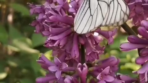 Beautiful Flowers with Butterfly 🦋💕