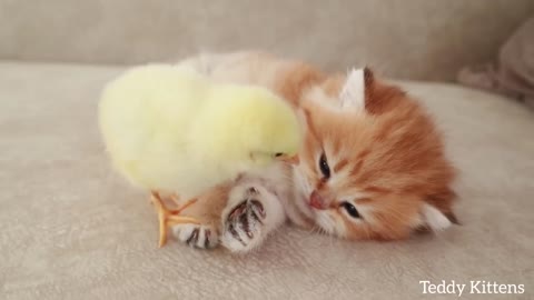 Kitten sleep sweetly with chicken funny cat video.