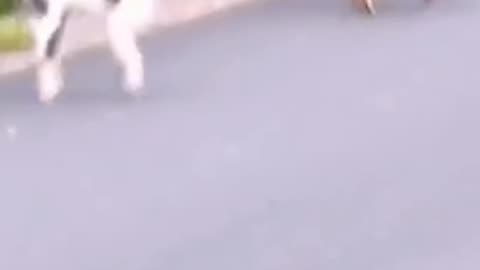 Interesting Cat and dog fight.