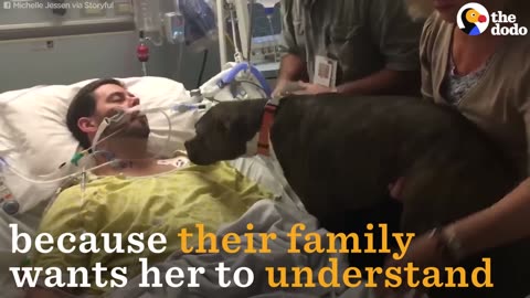 Dog Says Goodbye To Dying Dad at the Hospital | The Dodo
