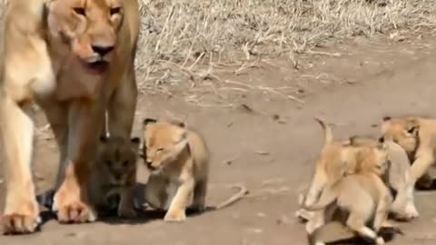 Cute baby lion