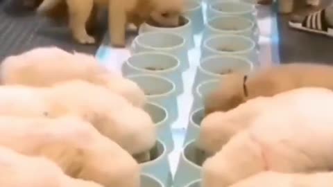 Cutest Labrador puppies🐶
