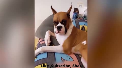 Life Funny Pets | Funny Dogs And Cat Reaction Videos ,Super Pets Reaction Videos | Angry Cats