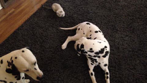 Kitten repeatedly pounces on playful Dalmatian's tail