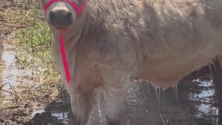 Loona the Highpark Calf Hogs the Sprinkler Water