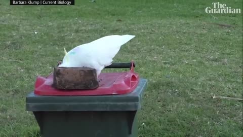 'Cockies got too clever': Cockatoos learn to push bricks off wheelie bins