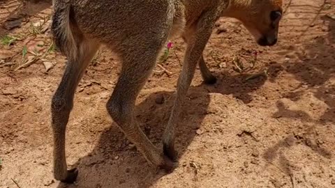 Cute Grey Baby Duiker!!!!!