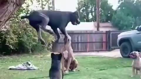 #The_Loveliest_Animals #dogjumping #dog dog videos, dog moment video