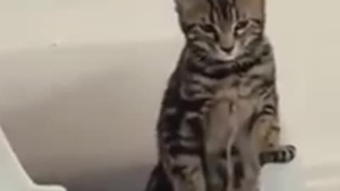 Focused Cat Doing Its Business 🐾😸 - Hilarious Cat Bathroom Break