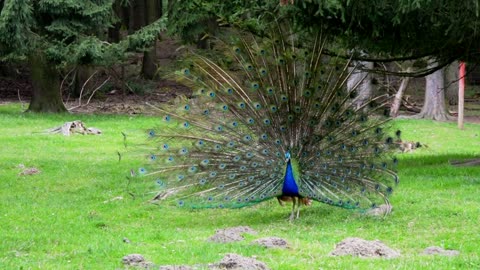 The peacock flaunts its beauty