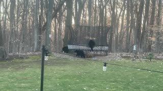 Black Bear Climbs onto Trampoline