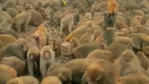 It’s monkey fair 🤣🤣🤣 #animals #ytshorts #petstagram #ytviral #monkey