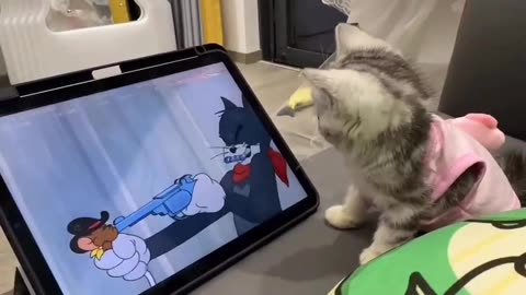 Funny cat ' tom and jerry