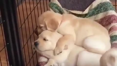 Three newborn puppies cuddled together for warmth, so loving.