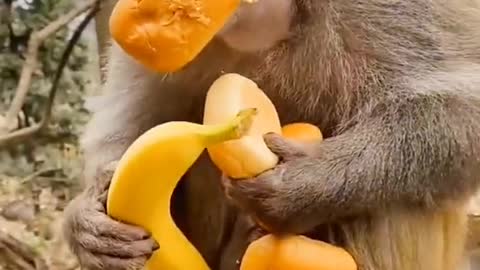 Monkey wants it all, just for fun