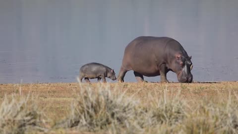 Hippo Mom and Baby Animal