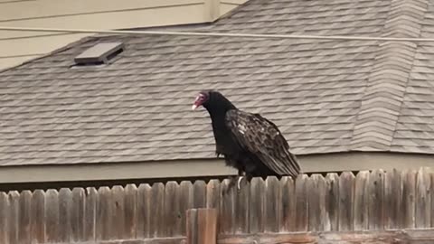 Vulture pooping on the Fence