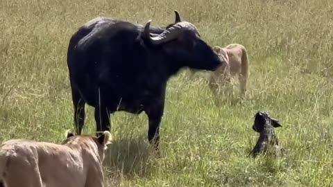 The mother buffalo tries to protect her baby