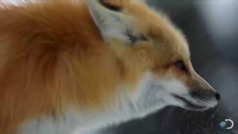 Fox Dives Headfirst Into Snow - North America