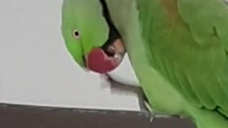 How long does it take for a parrot to scratch?