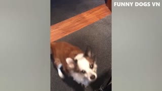 FUNNY DOGS