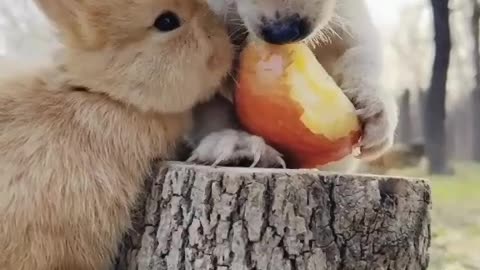 "Dog and Rabbit Eating an Apple Together: Cute Moment"