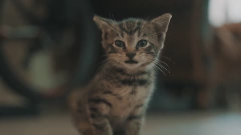 The Most Dangerous Kitten In The World