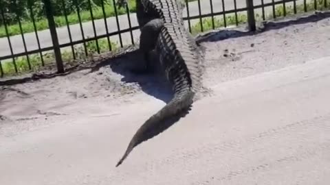 Giant Alligator bends metal fence while forcing its way through