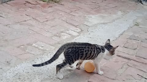 Cat play ball