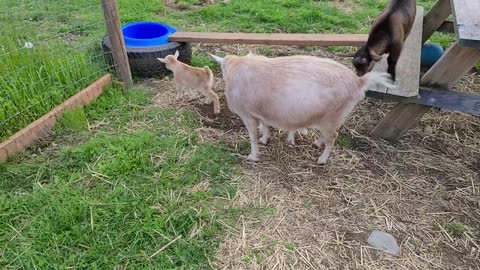 Buttercup with her babies outside for the first time