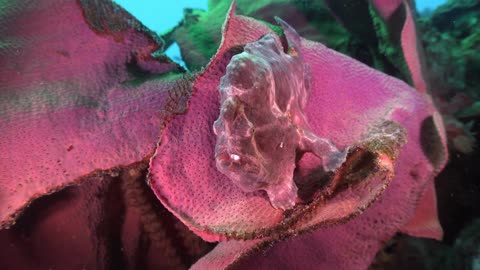 Masters of Disguise: Pink Giant Frogfish Camouflaging on Elephant Ear Coral