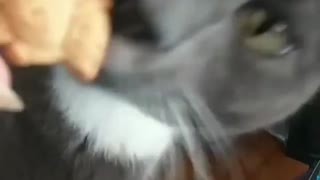 Cat Eats Graham Cracker