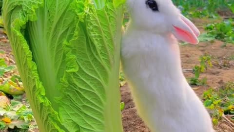 Cute Rabbit Work Today And Eating