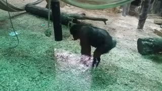 Chimpanzees at play 1