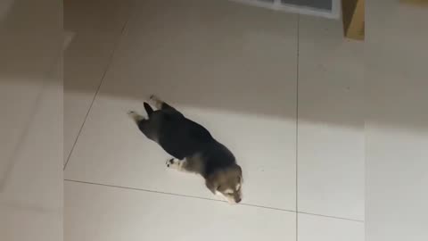 Cute puppy acting like a star