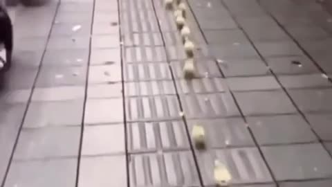 Baby Ducks Marching Down The Street
