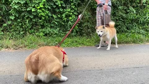 コーギーモカちゃん 朝の散歩で八方美人