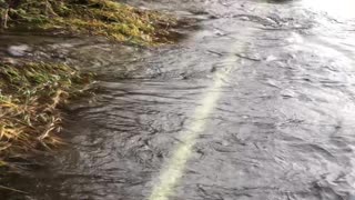 Salmon Swim Across Flooded Road