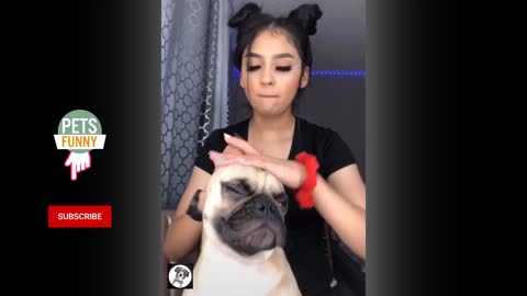 Funny Pug Moments