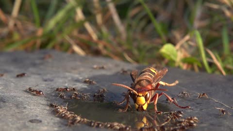 Ants Annoy Hornets Trying to Drink Water