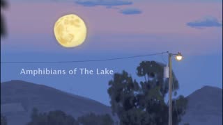 Amphibians of The Lake - ScarletGibbous