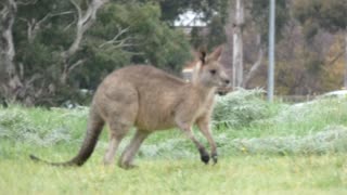 Kangaroos as I go for a walk part 4