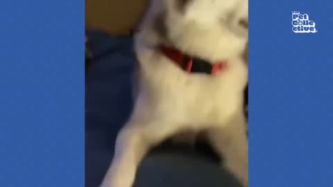 Funny Husky Moans For Scratches