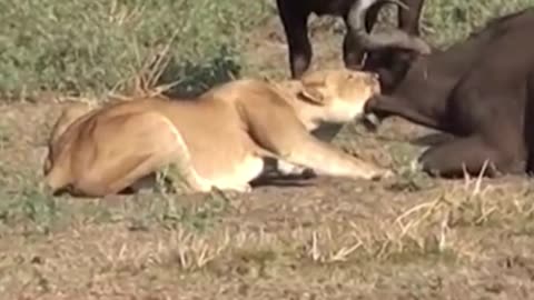 lioness attacks on a herd